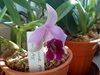 Laelia dayana 
